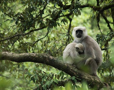 Binsar Wild Life Sanctuary - TravelCraft