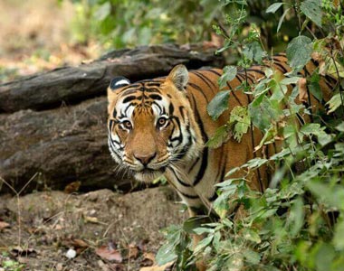 Kanha Tiger Reserve Tourism - TravelCraft