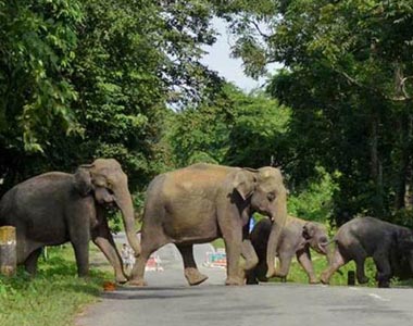 Kaziranga Tourism - TravelCraft