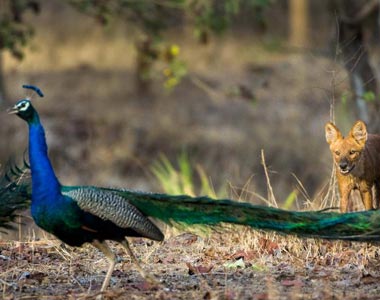 Pench Tourism - TravelCraft